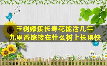 玉树嫁接长寿花能活几年 九里香嫁接在什么树上长得快